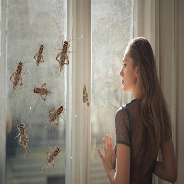How to Get Crickets to Stop Chirping Outside My Window: 10 Practical Tips